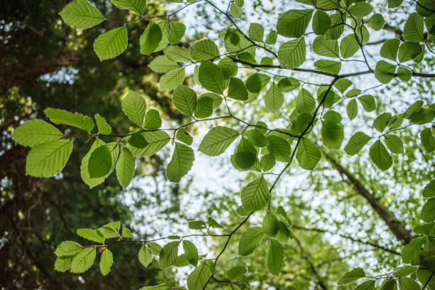 Hazel tree leaves A large amount of green hazel tree leaves in a forest hazel tree stock pictures, royalty-free photos & images