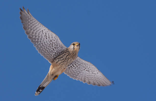 istock European Kestrel 1147718060