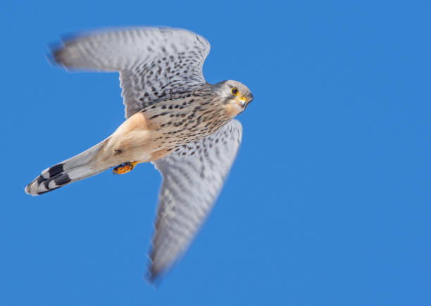 istock European Kestrel 1147718066