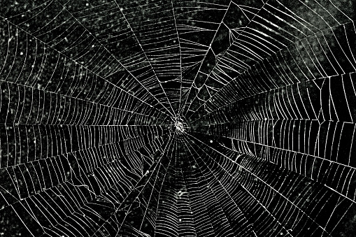 Spider web