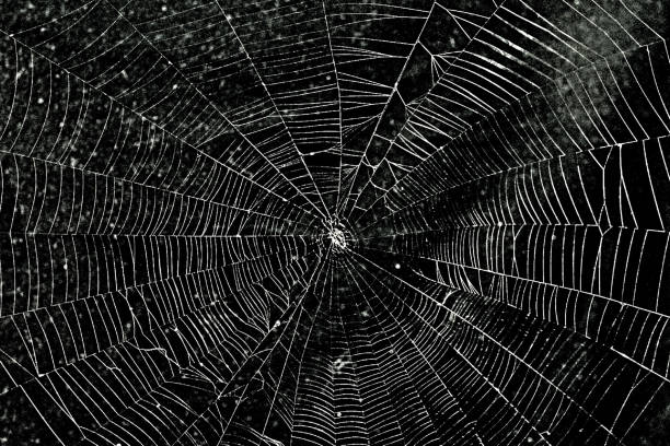 Spider Spider web spider web photos stock pictures, royalty-free photos & images
