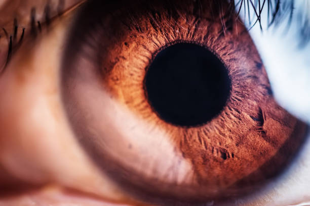 brown eye macro - close up of iris imagens e fotografias de stock