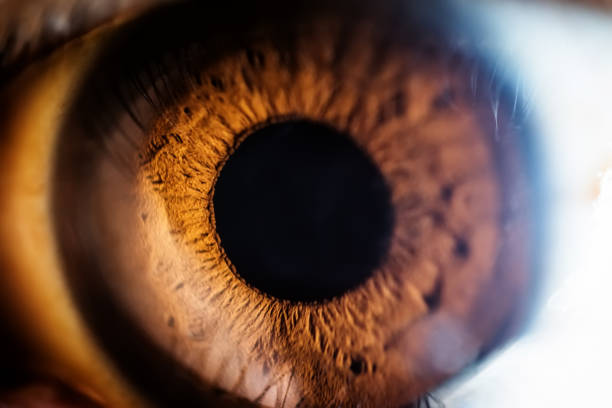 коричневый глаз макрос - reflection women human eye macro стоковые фото и изображения