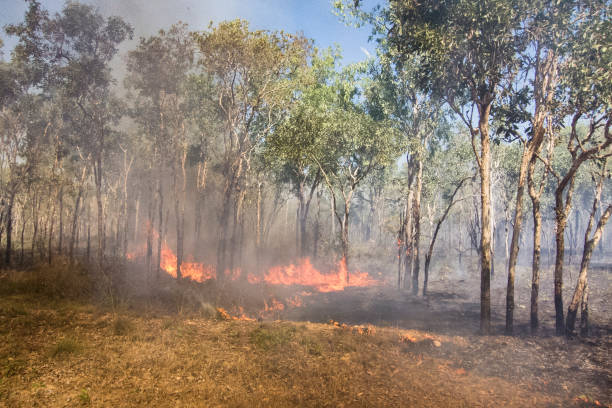 istock bushfire in the outback 1147722750