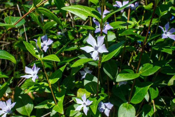 istock flowers of periwinkle in the sun 1147723721