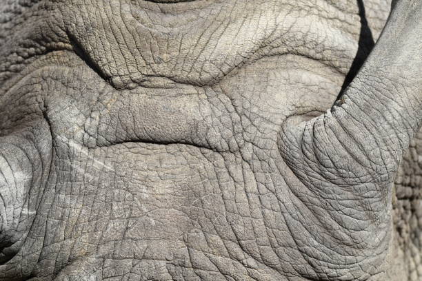 istock details of a rhino 1147724178