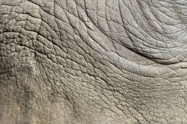 istock details of a rhino 1147724261