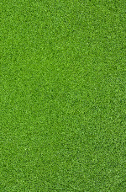 Top view of green grass