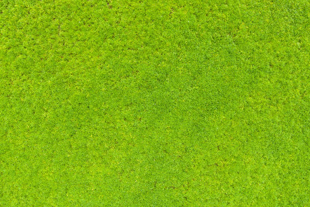 istock Top view of green grass 1147726128