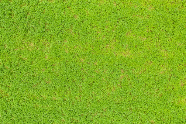 istock Top view of green grass 1147726170