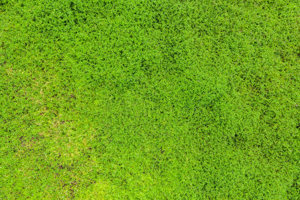 istock Top view of green grass 1147726243