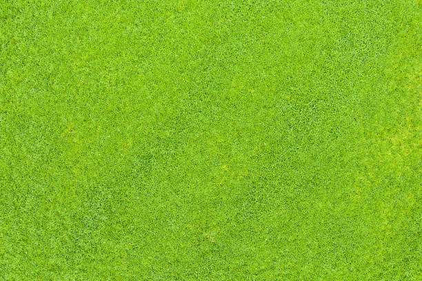 istock Top view of green grass 1147726587