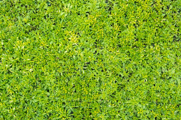 istock Top view of green grass 1147726685