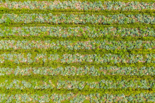 istock Top view of green grass 1147726724