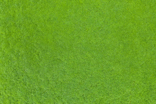 istock Top view of green grass 1147726861
