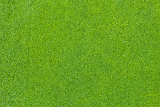 上部の緑の芝生 - 芝草 ストックフォトと画像