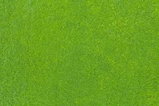 Top view of green grass