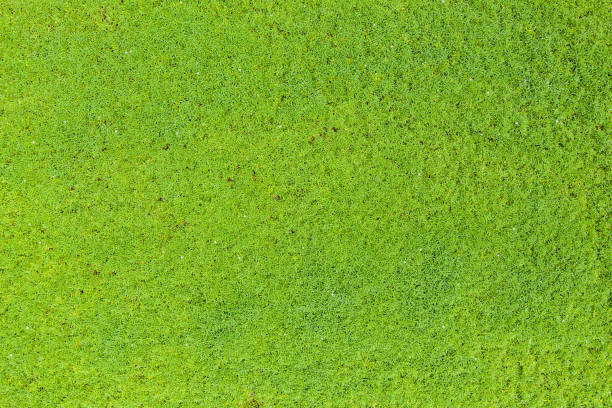 istock Top view of green grass 1147727066
