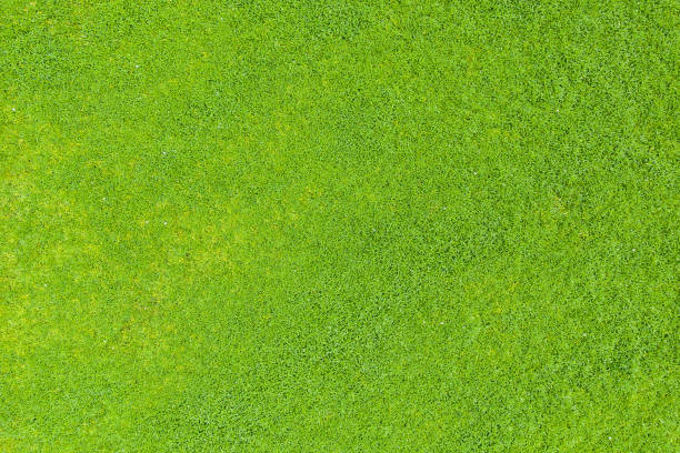 istock Top view of green grass 1147727160