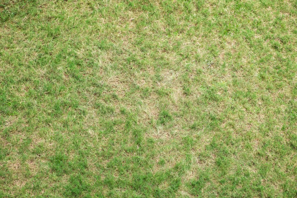 istock Top view of green grass 1147727453