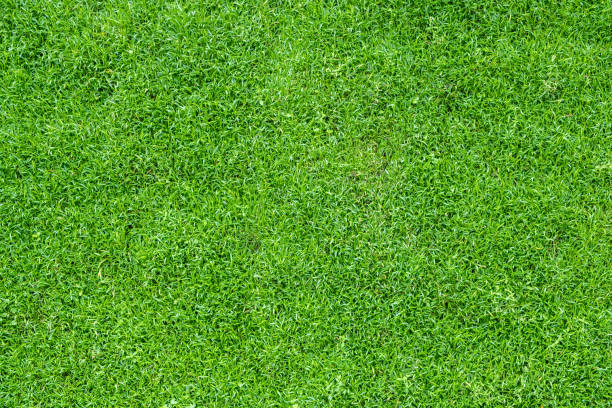istock Top view of green grass 1147727784