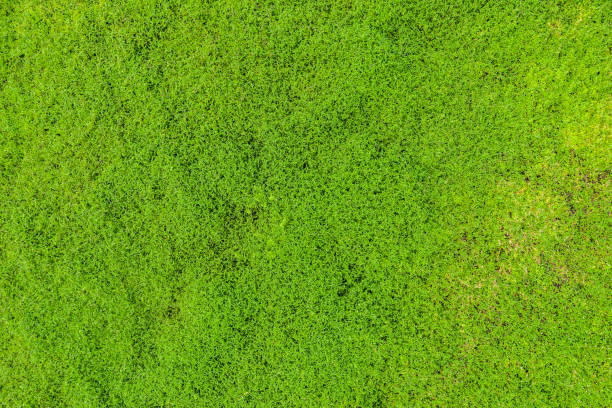 istock Top view of green grass 1147728813