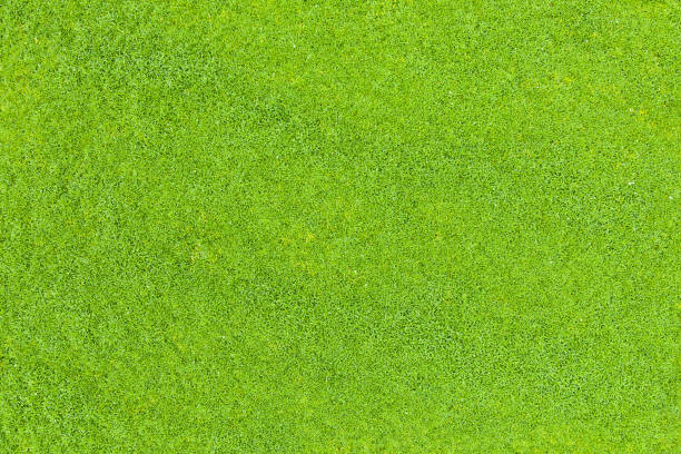 istock Top view of green grass 1147729764