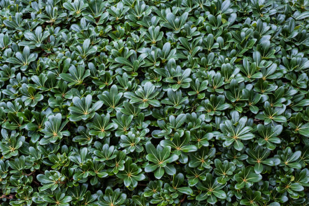 istock Top view of green grass 1147729790