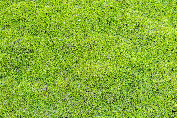 istock Top view of green grass 1147729824