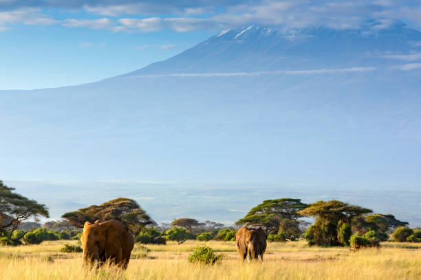 istock Elephants grazing at Amboseli with Kilimanjaro 1147729877