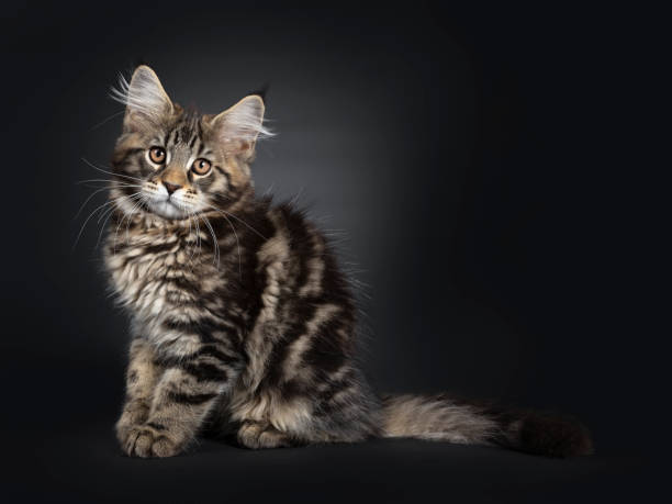 istock Black tabby Maine Coon kitten on black 1147730252