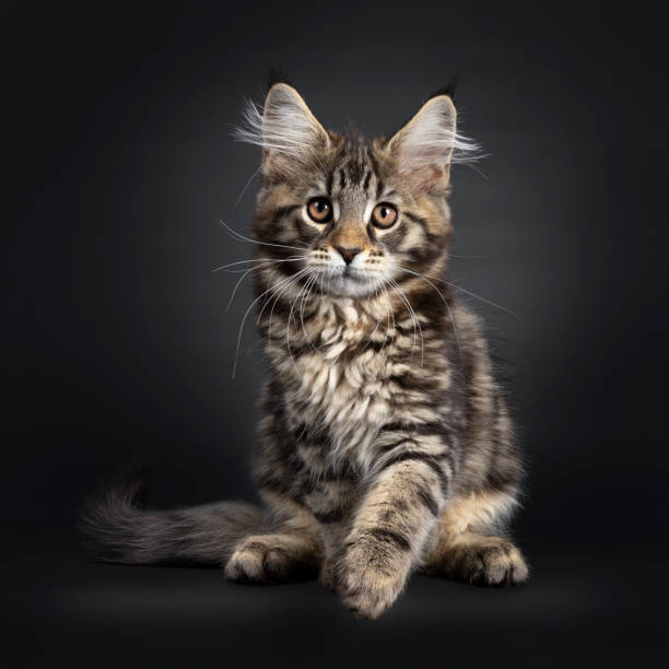 istock Black tabby Maine Coon kitten on black 1147730259