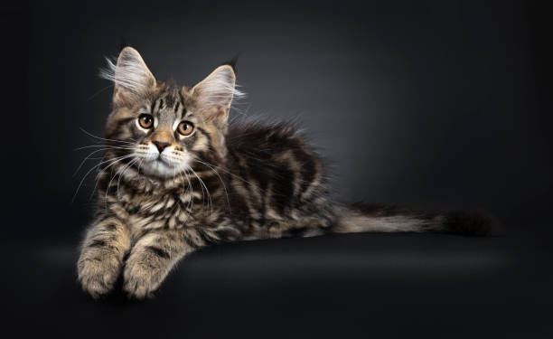istock Black tabby Maine Coon kitten on black 1147730279