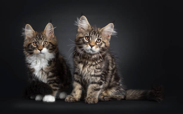 istock Black tabby Maine Coon kitten on black 1147730352