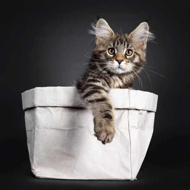 istock Black tabby Maine Coon kitten on black 1147730373