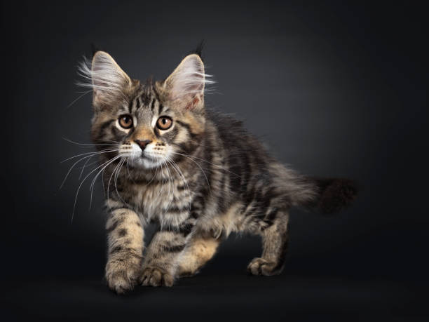istock Black tabby Maine Coon kitten on black 1147731057