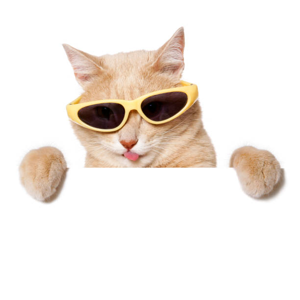 istock Funny Cat with a blank sign on white 1147735297