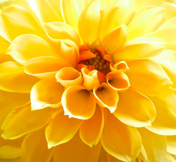 istock Dahlia flower yellow color 1147735451