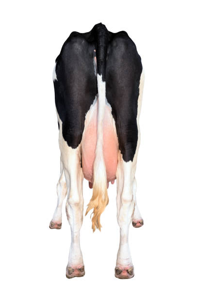 A milk cow with a full udder, ready for milking.