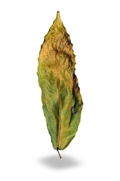 istock Dried leaves with nature on a white background. 1147736856