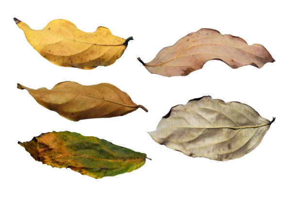 istock Dried leaves with nature on a white background. 1147736915