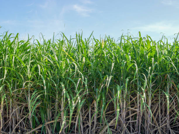 istock sugarcane trees and sugarcane plantations with mild sunlight 1147737031