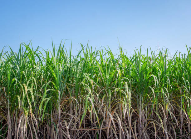 istock sugarcane trees and sugarcane plantations with mild sunlight 1147737037