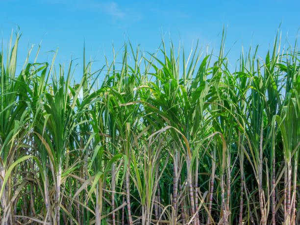 istock Sugarcane plantations,the agriculture tropical plant 1147737049