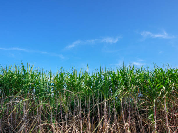 istock Sugarcane garden with bright sky atmosphere 1147737055