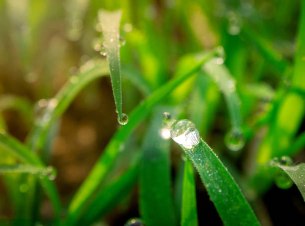 istock Green leaves on bright background, close-up 1147737081