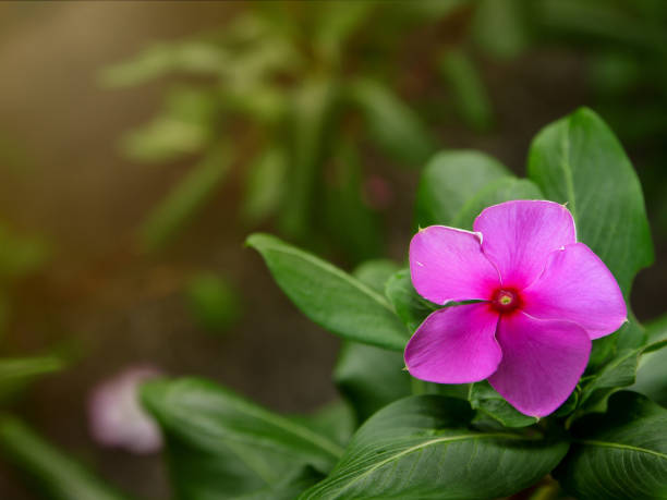 istock Pink Azalea flowers in the garden 1147737103