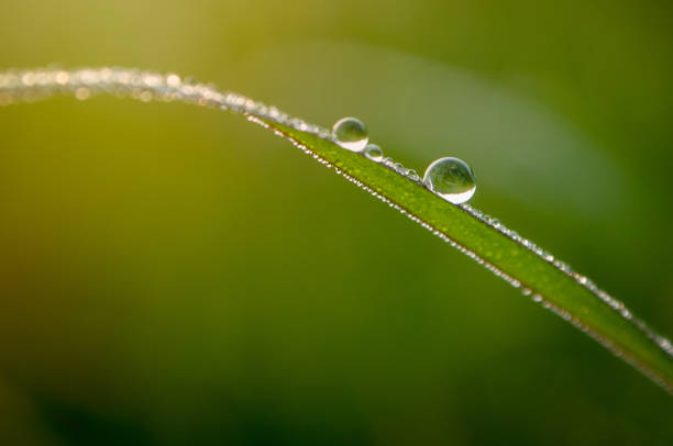 istock Green leaves on bright background, close-up 1147737242