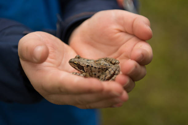 young child holding frog - wouter imagens e fotografias de stock