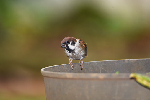 brown haired sparrow on the back and wings, white on the chest, black striped around the eyes, beaked and feet black
